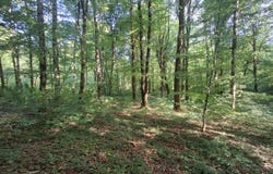 Eloie, Franche-Comté 90300