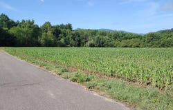 Auberives-en-Royans, Auvergne-Rhône-Alpes 38680