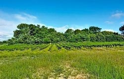 Saint-Gervais, Languedoc-Roussillon 30200