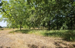 Pannecé, Pays de la Loire 44440