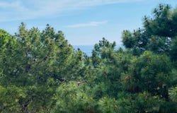 Banyuls-sur-Mer, Languedoc-Roussillon 66650