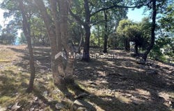 Prunelli-di-Fiumorbo, Haute-Corse 20243