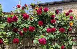 Rue des Nobles 12, Saône-et-Loire, Bourgogne-Franche-Comté 71480