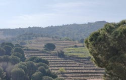 Collioure, Languedoc-Roussillon 66190