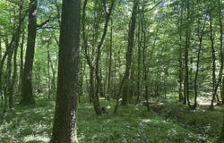 Marcenat, Auvergne 03260