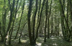 Marcenat, Auvergne 03260