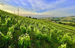 Odenas, Auvergne-Rhône-Alpes 69460