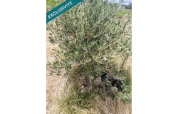 Montagnac, Languedoc-Roussillon 34530