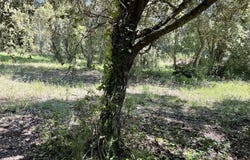 Les Cluses, Pyrénées-Orientales 66480
