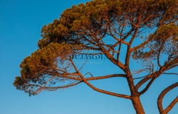 Le Lavandou, Provence-Alpes-Côte d'Azur 83980