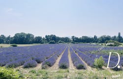 Barjac, Languedoc-Roussillon 30430