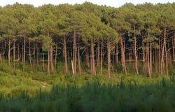 Lencouacq, Aquitaine 40120