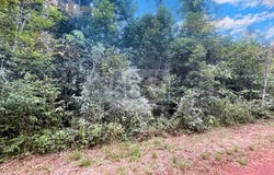 Roura, French Guiana 97311