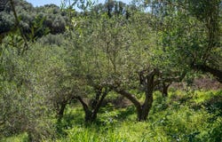Vrises, Crete 73014
