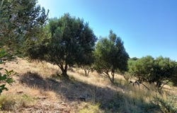 Palekastro, Kríti 723 00