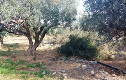 Agathia, Crete