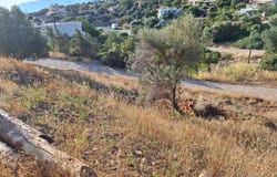 Agios Nikolaos, Crete 72100