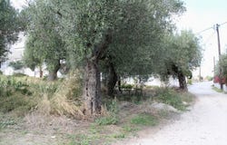Polychrono, Central Macedonia 63085