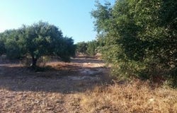 Gela, Sitia, Kríti 723 00
