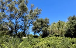 Souleika, Ionian Islands 49084