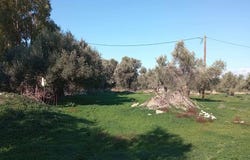 Tibaki, Crete 70200