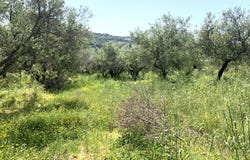 Kalyves, Crete 73003