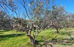 Palekastro, Kríti 723 00