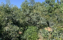 Agia, Crete 73014