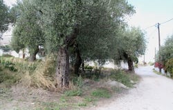 Polychrono, Central Macedonia 63085
