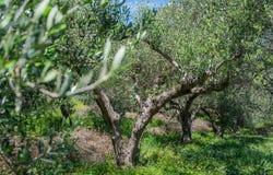 Vrises, Crete 73014
