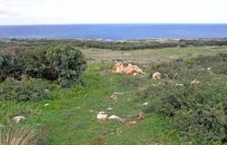 Agios Nikolaos, Lasithi 72053