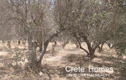 Nea Alikarnassos, Crete 71601