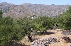 Epano Pines, Crete 72100