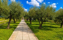 Afytos, Central Macedonia 63077
