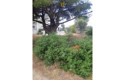 Anthousa, Attica (region) 153 49