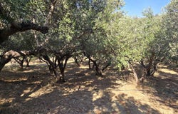 Mariou, Crete 74060