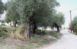 Kassandra, Chalkidiki 63085