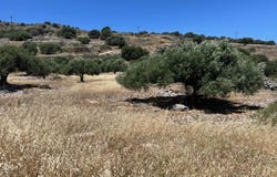 Epano Pines, Crete 72100