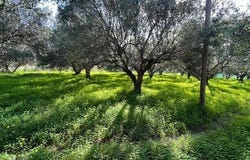 Agios Nikolaos, Lasithi 72051