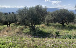 Chania, Crete 73100