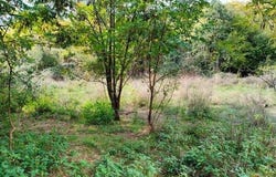 Katsanochoria, Ípiros 44013