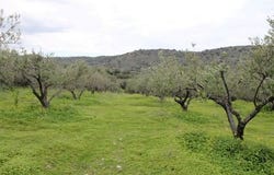 Neapoli, Lasithi Prefecture 72100