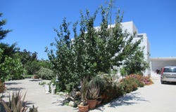 Vivlos, South Aegean 84300