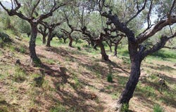 Ano Riglia, Peloponnese 24024