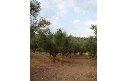 Vlachopoulo, Vlachopoulo, Peloponnese, Western Greece and the Ionian 240 14