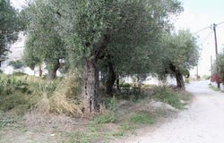 Kassandra, Chalkidiki 63085