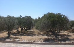 Kouremenos, Kríti 723 00