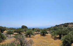 Epano Pines, Crete 72100