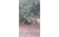 Roussa Ekklisia, Kríti 723 00