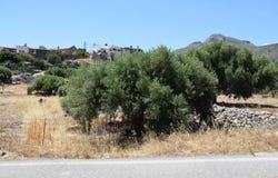 Elounda, Kríti